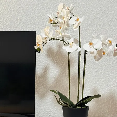Cozy Wild Appartement Los Cristianos (Tenerife)